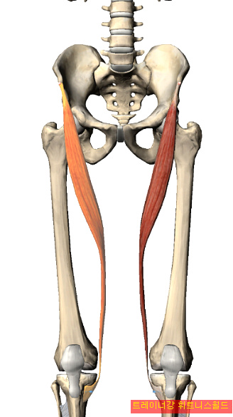 봉공근/ 넙다리빗근/ Sartorius Muscle(인체에서 가장 긴 근육, 기능과 작용, 방사통) :: 트레이너강 피트니스월드