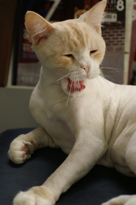 munchkin cat with flat face