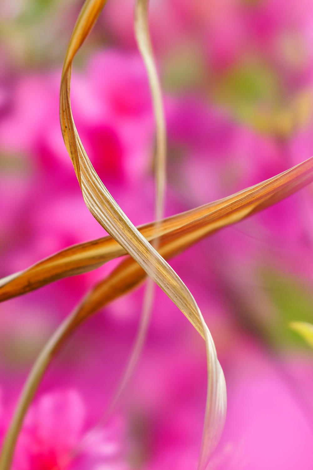 254E823758FF2C56232A82